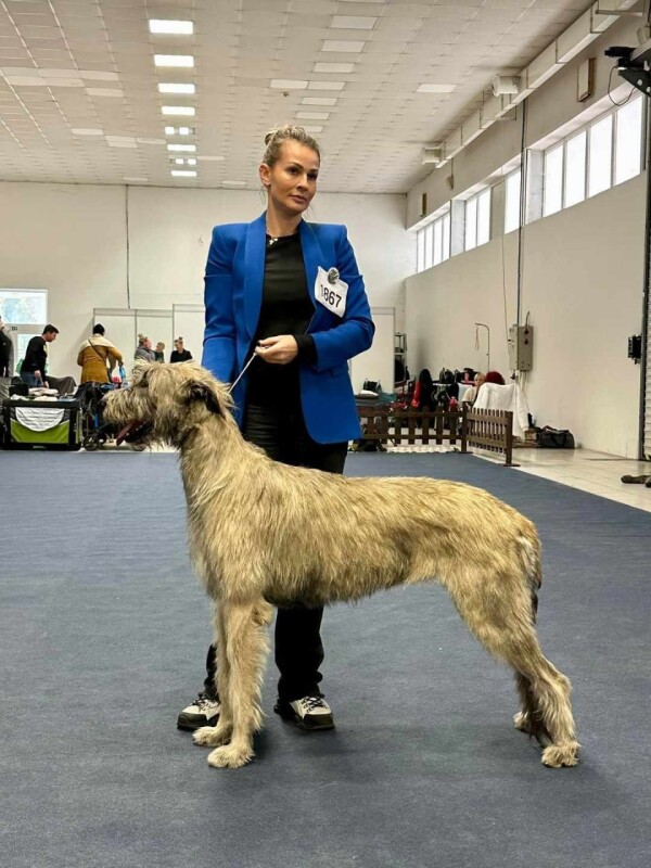 Nitra V1, CAJC, CACIB 